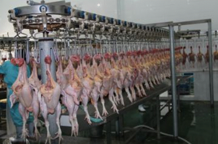 Chicken slaughtering production line,Chicken Slaughter