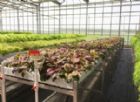 Green House equipment