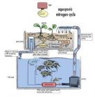 Green Aquaponic