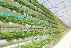 Green Aquaponic