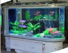 Fish Aquarium