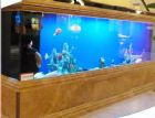 Fish Aquarium