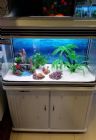 Fish Aquarium